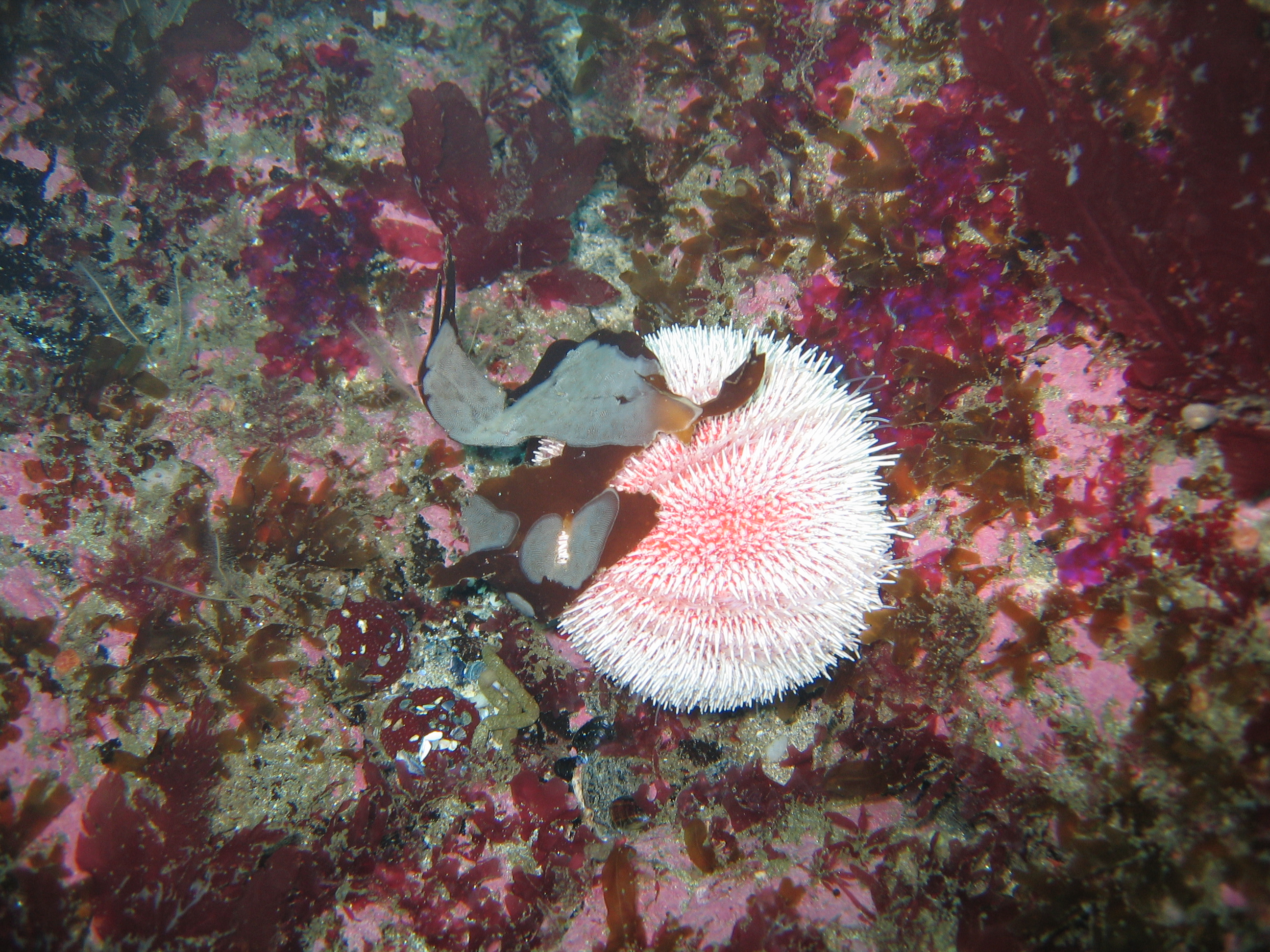 Belmullet079.JPG